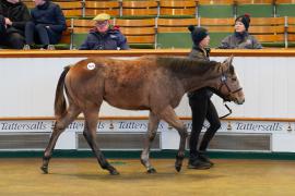 Lot  1074 TDF414Tattersalls