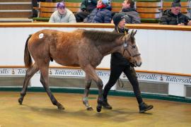 Lot  1074 TDF451Tattersalls