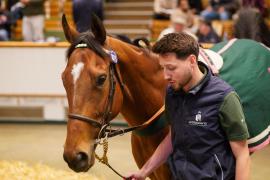 Lot  1075 THIT 786Tattersalls