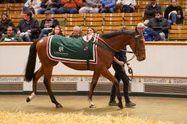 Lot  1075 THIT 800Tattersalls