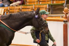 Lot  1076 THIT 824Tattersalls