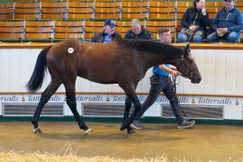 Lot  1079 TBK2669Tattersalls