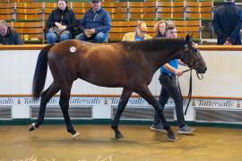 Lot  1079 TBK2730Tattersalls