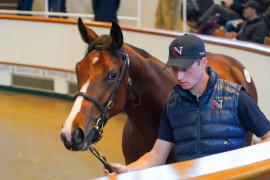 Lot  107 TBK1005Tattersalls