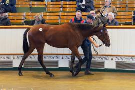 Lot  107 TBK1017Tattersalls