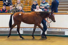 Lot  107 TBK1024Tattersalls