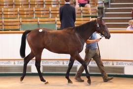 Lot  107 TSS4257Tattersalls