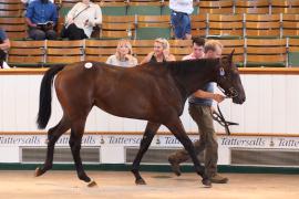 Lot  107 TSS4275Tattersalls