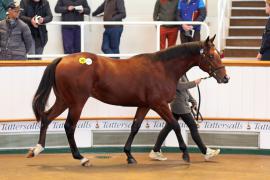 Lot  1081 T Bk2 0023 Tattersalls