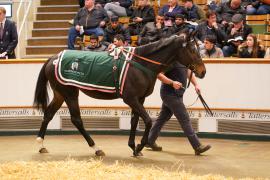 Lot  1083 THIT 855Tattersalls