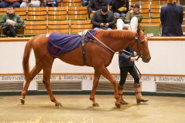 Lot  1092 THIT 870Tattersalls