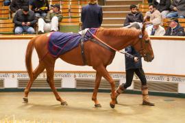 Lot  1092 THIT 893Tattersalls