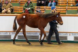 Lot  1093 TDF499Tattersalls