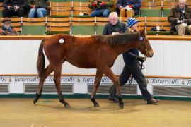 Lot  1093 TDF522Tattersalls