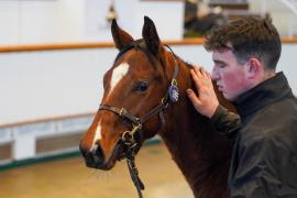 Lot  1095 TDF 527Tattersalls