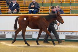 Lot  1095 TDF 539Tattersalls