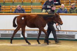 Lot  1095 TDF 571Tattersalls