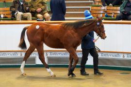 Lot  1095 TDF697Tattersalls