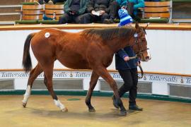 Lot  1095 TDF706Tattersalls