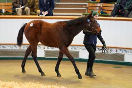 Lot  1098 TDF762Tattersalls