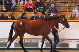 Lot  109 T B1 1933 Tattersalls