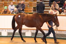 Lot  110 T B1 1995 Tattersalls