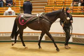 Lot  1124 THIT 1017Tattersalls