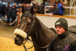 Lot  1124 THIT 1034Tattersalls