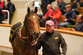 Lot  1129A THIT 1072Tattersalls