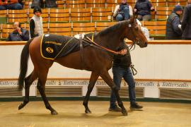 Lot  1129A THIT 1091Tattersalls