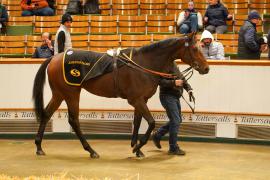 Lot  1129A THIT 1092Tattersalls