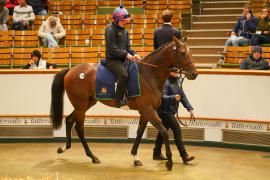 Lot  1129D THIT 1121Tattersalls