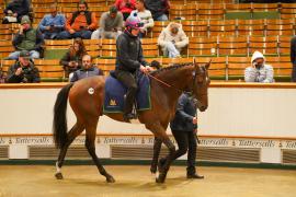 Lot  1129D THIT 1179Tattersalls