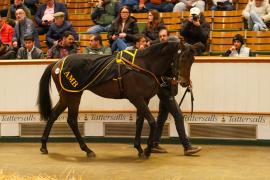 Lot  1129E THIT 1226Tattersalls