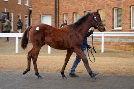 Lot  1136 TDF 750Tattersalls