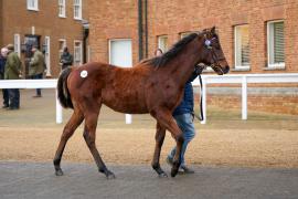 Lot  1136 TDF 751Tattersalls