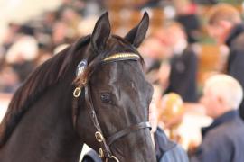 Lot  1141 T Bk2 0690 Tattersalls