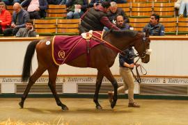 Lot  1141 THIT 1381Tattersalls