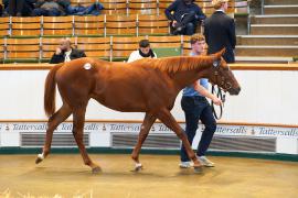 Lot  1147 TBK2967Tattersalls