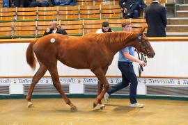 Lot  1147 TBK2968Tattersalls