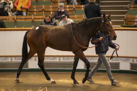 Lot  114 THIT 0344Tattersalls