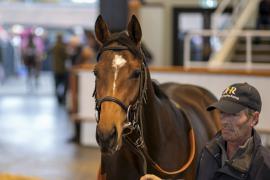 Lot  114 THIT 0435Tattersalls