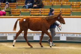 Lot  1150 TDF 780Tattersalls