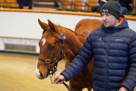 Lot  1150 TDF 817Tattersalls