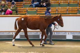 Lot  1150 TDF 818Tattersalls