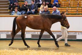 Lot  1156 TBK21070Tattersalls