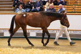 Lot  1156 TBK21071Tattersalls