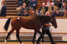 Lot  116 T B1 2049 Tattersalls