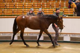 Lot  1170 TBK21172Tattersalls