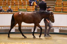 Lot  1170 TBK21184Tattersalls